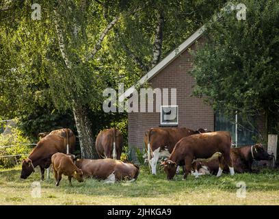 2022-07-19 16:26:16 LUNTER - Kühe nehmen Schutz unter einem Baum von der Sonne in der Gelderse Vallei. Aufgrund der hohen Temperaturen hat die KNMI den Code orange ausgegeben. ANP SEM VAN DER WAL niederlande Out - belgien Out Stockfoto