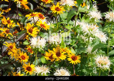 Weiß, Monarda „Schneewittchen“, Bergamotte, Blumen, Falsche Sonnenblume, Heliopsis 'Burning Hearts', Blüten, Heliopsis helianthoides Stockfoto