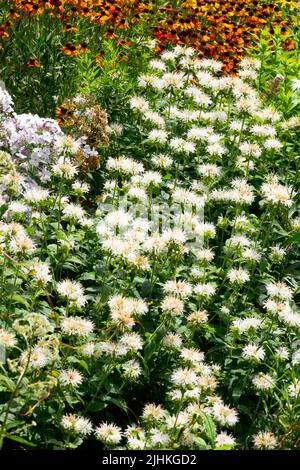 Mix, Blumen, Krautig, Garten, Pflanze, Bunt, Border, Blooming, Perennial, White Stockfoto