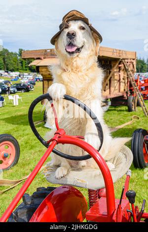 Ein goldener Retriever mit Hut gibt vor, einen alten Massey Ferguson-Traktor zu fahren Stockfoto