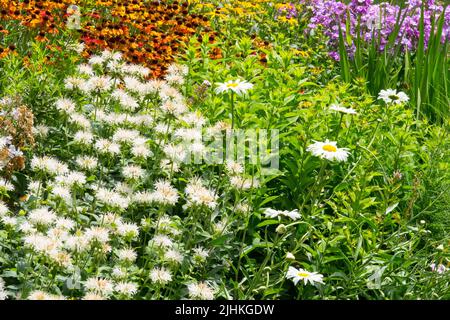 Farbenfroher Sommerbordgarten, Blume Monarda Helens Blume Daisy Garden Phlox White Shasta Daisy Leucanthemum superbum Monarda Schneewittchen Stockfoto