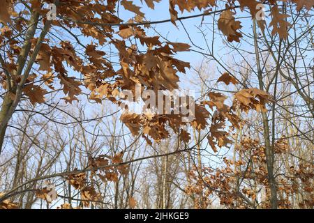 Trockene Eichenblätter, Waldatmosphäre im Herbst Stockfoto