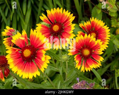 Helle und hübsche Gaillardia Decke blüht in einem Garten Stockfoto