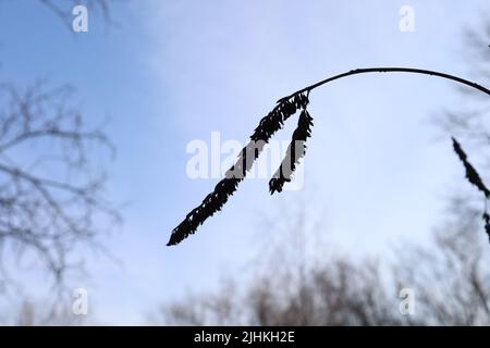 Trockene Pflanzen im sonnigen Winterwald Stockfoto