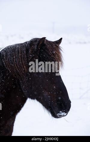 Eine Nahaufnahme eines dunklen isländischen Pferdes in winterlichen Umgebungen während eines Schneesturms Stockfoto