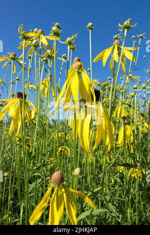 Grau-Kopf-Coneflower Ratibida pinnata Gelb-Coneflower Sommer-Perennial Kraut-Coneflower Ratibida Hardy Blooming Flowers Blwering Grayhead Stockfoto