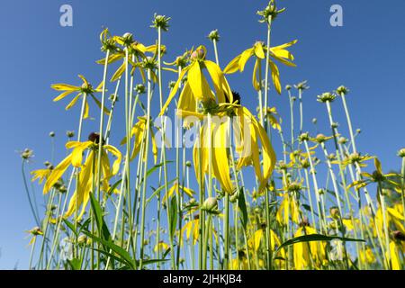 Amerikanische Pflanze, Ratibida pinnata, Graukopfkäfer, hohe Gartenpflanzen, Ratibida Stockfoto