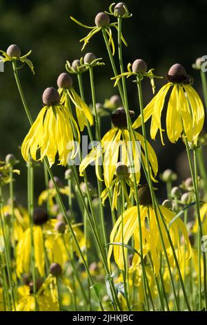 Gefiederte Blütenblume, Ratibida pinnata, hohe Gartenpflanze Stockfoto