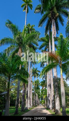 Avenue of Royal Palms, Jardim Botânico do Rio de Janeiro (Botanischer Garten von Rio de Janeiro), Rio de Janeiro, Brasilien Stockfoto