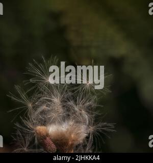 Flauschige Milchstielsamen (Silybum marianum) auf einer Wiese Stockfoto