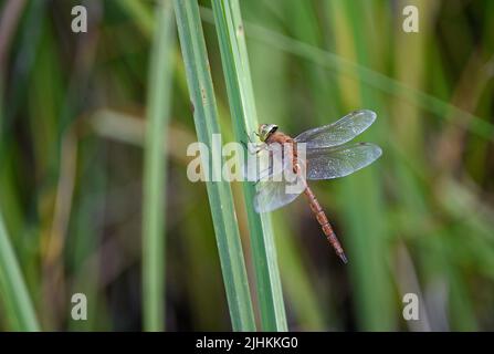 Norfolk Hawker-Fliege (Aeshna-Isozele) auf Schilfstiel, Norfolk, England, Juni Stockfoto