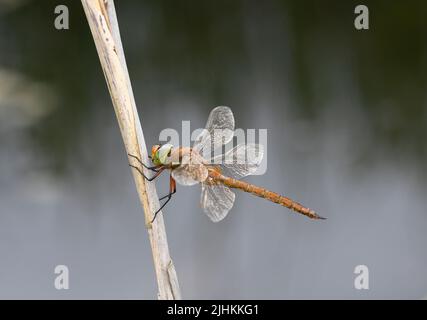 Norfolk Hawker-Fliege (Aeshna-Isozele) auf Schilfstiel, Norfolk, England, Juni Stockfoto