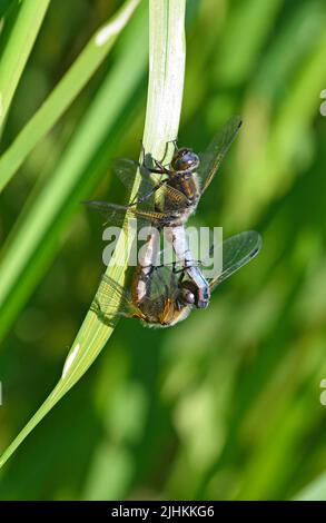 Seltene Chaser Libellula fulva (Libellula fulva) Paarungsrad, Somerset, Juni, England Stockfoto