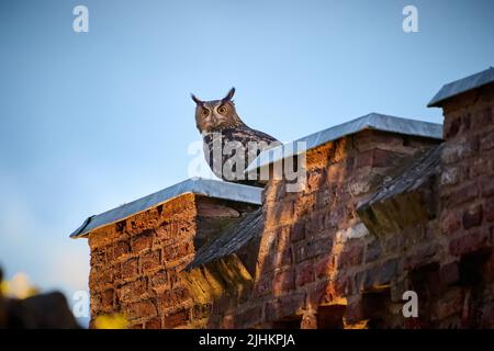 Eurasische Adlereule (Bubo bubo) auf einem Dach, Heinsberg, Nordrhein-Westfalen, Deutschland Stockfoto