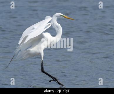Sommergefieder Großreiher im Flug Stockfoto