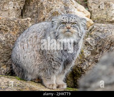 Die Pallas Cat in Port Lympne ist immer schwer zu sehen, aber toll zu fotografieren Stockfoto