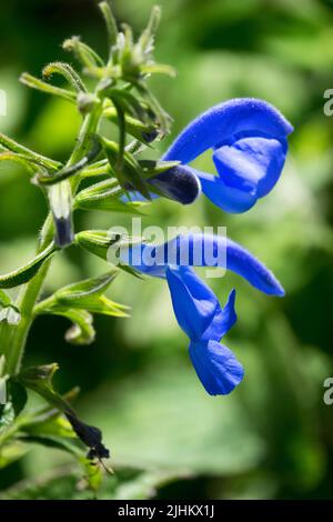 Salvia patiniert die Blume „Blauer Engel“, Salvia „Blauer Engel“, Gentian Sage Stockfoto