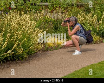 Lässig gekleidete kaukasische Hündin mittleren Alters, die sich niederhockt und Sisyrinchium-Blumen fotografiert, die in einem britischen Garten wachsen. Stockfoto