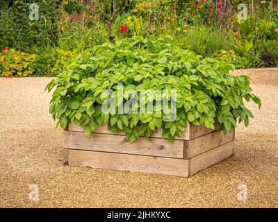 Kartoffeln wachsen in einem Holzbehälter auf einer Schotterterrasse in einem britischen Garten. Stockfoto