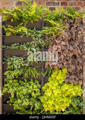 Vertikale Gartenarbeit. An einer Außenwand befestigte Kunststofftröge, die mit Farnen und Heucheras bepflanzt sind, um eine lebendige grüne Wand zu bilden. Stockfoto