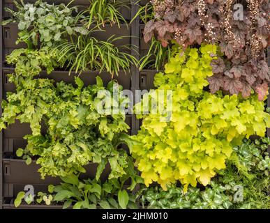 Vertikale Gartenarbeit. An einer Außenwand befestigte Kunststofftröge, die mit Farnen und Heucheras bepflanzt sind, um eine lebendige grüne Wand zu bilden. Stockfoto