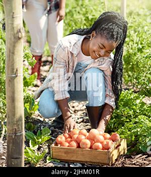 Glücklicher Bauer, der Bio-Tomaten erntet. Junger Bauer erntet rohe, reife Tomaten. afroamerikanischer Bauer, der im Garten arbeitet. Bauern ernten Stockfoto