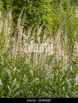 Die weißen Blüten des Veronica spicata Icicle wachsen in einem britischen Garten. Stockfoto