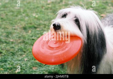 Schäferhund, der ZOTTELIGE HUND, 2006 Stockfoto