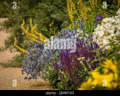 Im Sommer werden in einem britischen Garten violette und gelbe Präriepflanzen angelegt. Stockfoto