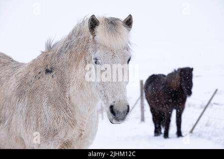 Zwei isländische Pferde draußen während eines Schneesturms im isländischen Winter Stockfoto