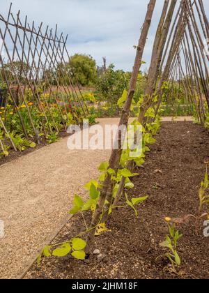 Im Kitchen Garden auf der RHS Bridgewater klettern Runner Beans auf rustikale Stützen. Salford. VEREINIGTES KÖNIGREICH Stockfoto