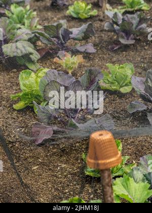 Verschiedene Kohlköpfe wachsen in einem mit schwarzem Netz überzogenen Gemüsefleck, um sich vor Insekten zu schützen. Stockfoto