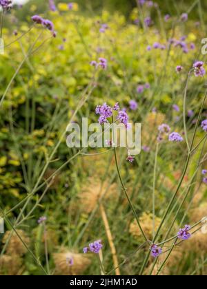 Die weichen violetten Blüten der Verbena bonariensis wachsen in einem britischen Garten. Stockfoto