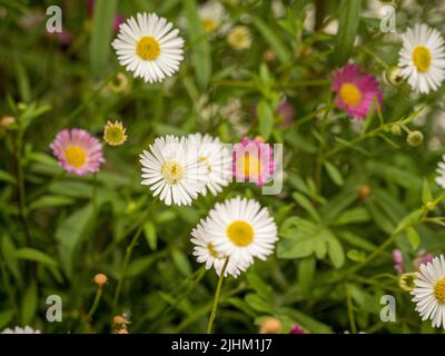 Rosa und weiße Gänseblümchen-Blüten von Erigeron karvinskianus, auch bekannt als mexikanische Flohblume. Stockfoto