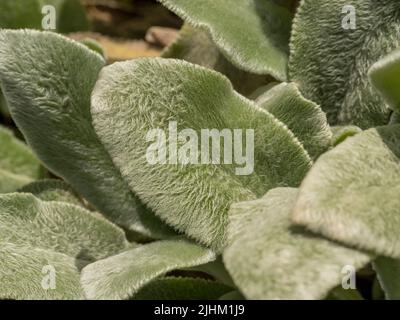 Nahaufnahme von weichen Blättern des Lammohrs. Stachys byzantina „Silberner Teppich“. Stockfoto