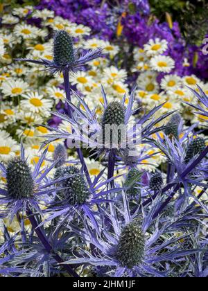 Weiße Gänseblümchen, die in einem britischen Garten neben dem blauen Sea Holly wachsen. Stockfoto
