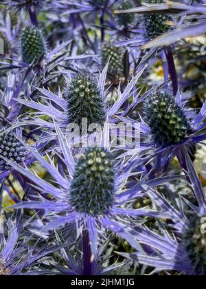 Nahaufnahme der blauen Blüten von Eryngium, auch bekannt als Sea Holly, die in einem britischen Garten wächst. Stockfoto