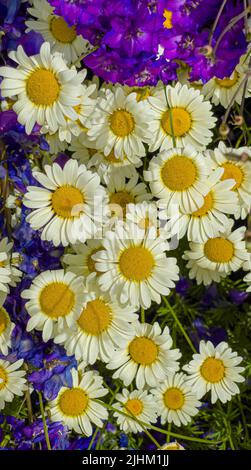 Weiße Gänseblümchen, die einen britischen Garten anbauen. Stockfoto