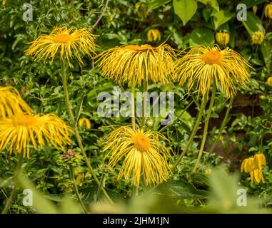 Die zotteligen gelben Blüten von Inula magnifica wachsen in einem britischen Garten. Stockfoto