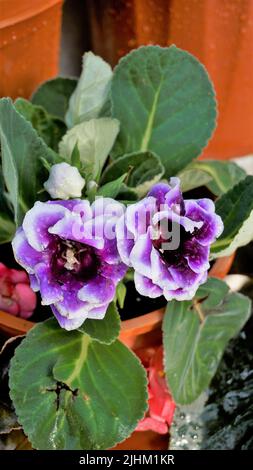 Nahaufnahme von schönen Blumen von Sinningia speciosa auch bekannt als Brasilianer, Blumenhändler und Violet Slipper Gloxinia. Landschaft und Hintergrund. Stockfoto