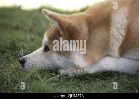 HACHIKO, HACHIKO: A DOG'S STORY, 2009 Stockfoto