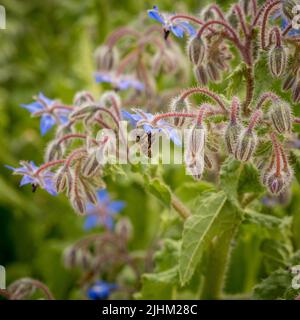 Nahaufnahme einer Biene, die eine blaue Borageblüte bestäubt, die in einem britischen Garten wächst. Stockfoto