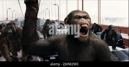 APE, Aufstieg der Planet der Affen, 2011 Stockfoto