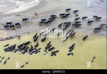 Wasserbüffel hüten am Flussufer und baden im Flussufer Stockfoto
