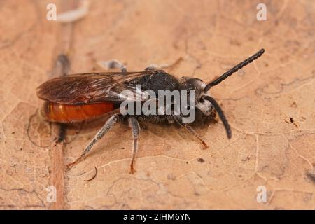 Detaillierte Nahaufnahme einer frisch aufgetauchten, farbenfrohen parasitären Riesenblutbiene, Sphecodes albilabris Stockfoto