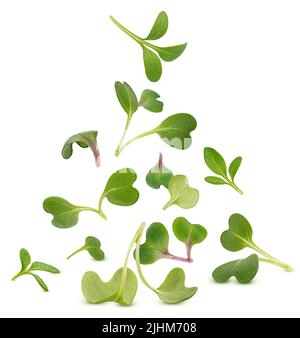 Microgreen Blätter isoliert auf weißem Hintergrund Stockfoto