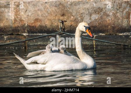 Schöner weißer Schwan, der in einem Kopenhagener Kanal schwimmt, mit ein paar kleinen grauen Cygnets, die auf dem Rücken reiten Stockfoto