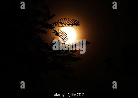 der goldorange Mond steigt auf und wird schwach durch tropische Bäume und Blätter gesehen Stockfoto