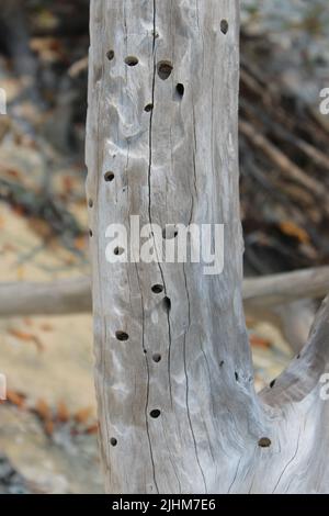 Großes Stück Treibholz mit Spechtlöchern auf einer Koralleninsel Stockfoto