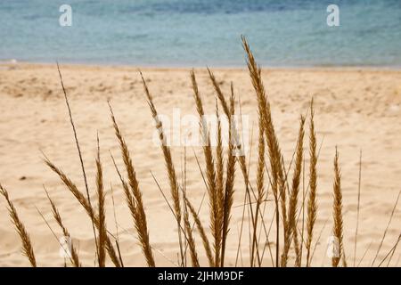 Strandlandschaft in Pescoluse, auch bekannt als Salento Maldives, in der Region Apulien, Italien Stockfoto